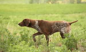 Описание породы собак курцхаар: внешний вид с фото, особенности ухода и содержания