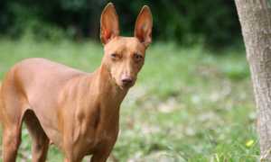 Фото чирнеко дель Этны или сицилийской борзой, происхождение, предназначение и описание породы собак