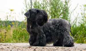 Описание чешского терьера и фото собаки, особенности содержания и ухода, характер животного