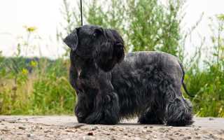 Описание чешского терьера и фото собаки, особенности содержания и ухода, характер животного