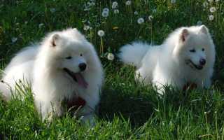 Все о самоедской собаке: характеристика породы, внешний вид самоеда с фото, особенности ухода и разведения