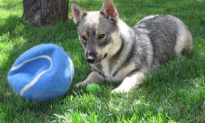 Все о шведском вальхунде: стандарт породы, внешний вид собаки с фото, уход за вестготским шпицем