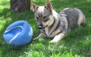 Все о шведском вальхунде: стандарт породы, внешний вид собаки с фото, уход за вестготским шпицем