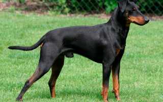 Описание манчестер-терьера: стандарт породы, фото собаки, особенности содержания и ухода