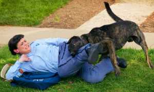 К чему может сниться собака, которая кусается, играет или защищает спящего: толкование сна по разным сонникам