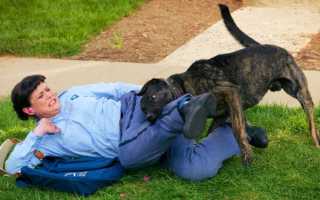 К чему может сниться собака, которая кусается, играет или защищает спящего: толкование сна по разным сонникам