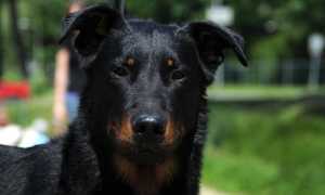 Описание французской овчарки с фото: особенности породы босерон и рекомендации по уходу