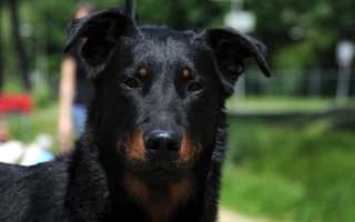 Описание французской овчарки с фото: особенности породы босерон и рекомендации по уходу