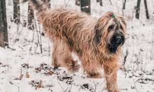 Французская овчарка породы «бриар»: описание с фото, характер и особенности содержания
