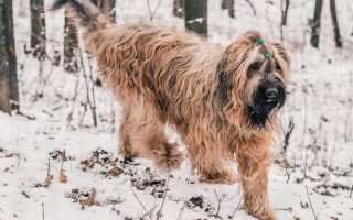 Французская овчарка породы «бриар»: описание с фото, характер и особенности содержания