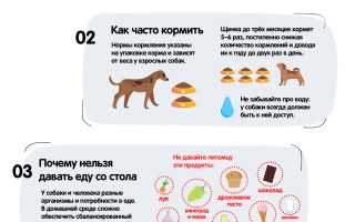 Как и чем кормить собаку?