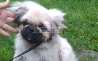 У вас появился пекинес, и вы хотите узнать о своём друге получше? 100 фото. Воспользуйтесь советами по уходу, характеру и воспитанию собак этой породы