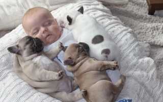 Французский бульдог: описание и стандарт породы с фото, характер «француза», плюсы и минусы