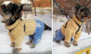 Вязание одежды для той-терьера и других собак мелких пород спицами и крючком: как связать комбинезон или свитер?