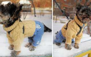 Вязание одежды для той-терьера и других собак мелких пород спицами и крючком: как связать комбинезон или свитер?