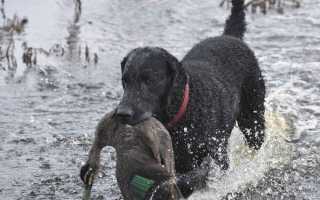 Описание курчавошерстного ретривера с фото: особенности породы и уход за собакой