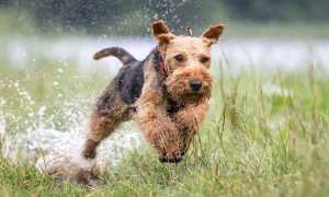 Эрдельтерьер: внешний вид собаки и описание шерсти согласно стандарту породы, фото, особенности ухода и разведения