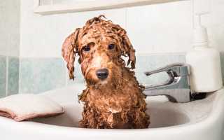 Модели стрижек пуделя с фото и описанием процесса: как подстричь любимца машинкой и ножницами в домашних условиях?