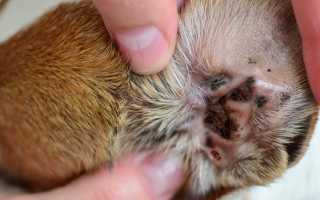 Симптомы отодектоза у собак и лечение в домашних условиях: как выглядит ушной клещ как от него избавиться?