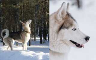 Чем лайка отличается от хаски: главные отличия между двумя ездовыми породами
