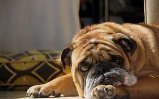 Причины рвоты у собаки, опасные симптомы, диагностика и лечение питомца