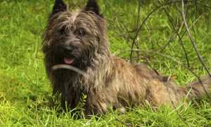 Скай-терьеры: описание породы с фото, характер собаки, особенности дрессировки