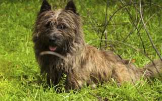 Скай-терьеры: описание породы с фото, характер собаки, особенности дрессировки