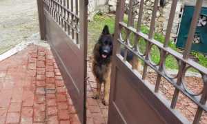 Популярные породы сторожевых собак для охраны частного дома с названиями, описанием и фото