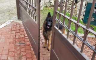 Популярные породы сторожевых собак для охраны частного дома с названиями, описанием и фото