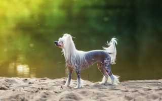 Характеристика китайской хохлатой собаки, внешний вид с фото, особенности содержания и ухода