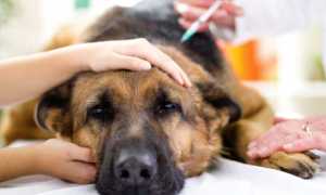 Как усыпить здоровую или больную собаку на время или навсегда самому в домашних условиях, как это делает ветеринар?