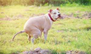 Понос с кровью у собак: причины, рвота и другие сопутствующие симптомы, диагностика и лечение в домашних условиях