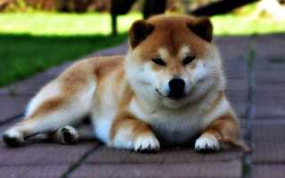 Характер и описание сиба-ину с фото, особенности содержания собаки-«улыбаки» и ухода за ней, стандарт японской породы