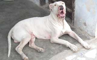 Описание пакистанского бульдога, или гуль-донга: фото, особенности содержания и дрессировки