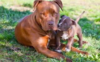 Фото и названия бойцовских собак, виды бойцовых пород и краткое описание