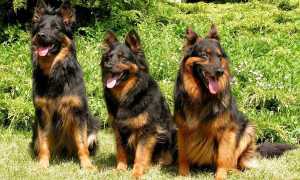 Описание и фото видов бельгийской овчарки – малинуа и грюнендаль, тервюрен и лакенуа, характер собак этой породы