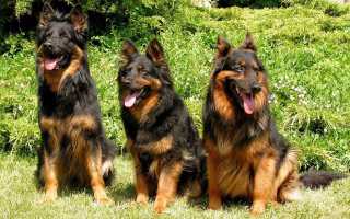 Описание и фото видов бельгийской овчарки – малинуа и грюнендаль, тервюрен и лакенуа, характер собак этой породы