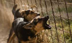 К чему снится одна или много собак – больших или маленьких, разных пород: толкование сна сонниками