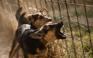 К чему снится одна или много собак – больших или маленьких, разных пород: толкование сна сонниками
