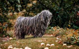 Описание венгерской водяной собаки пули, стандарт породы, характер овчарки и условия содержания