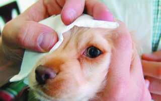 Почему гноятся глаза у собаки: причины патологии и лечение в домашних условиях
