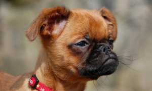 Описание породы пти-брабансон: внешний вид собаки с фото, характер и особенности ухода за гриффоном