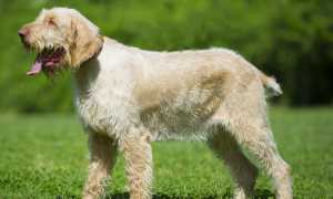 Описание итальянского спиноне: экстерьер и фото собаки, характер питомца, особенности содержания