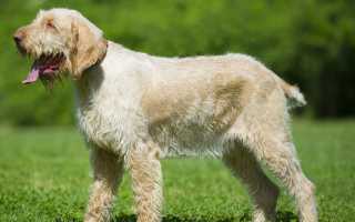 Описание итальянского спиноне: экстерьер и фото собаки, характер питомца, особенности содержания