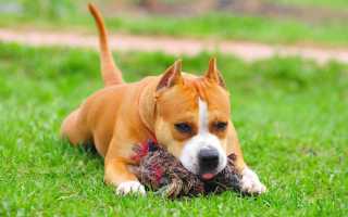 Описание американского стаффордширского терьера с фото: особенности породы, советы по содержанию и уходу, цены