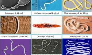 Симптомы глистной инвазии у собак и лечение в домашних условиях: как понять, что у питомца глисты?