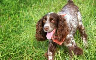 Стрижки кокер-спаниелей – американского, английского и других: как подстричь собаку в домашних условиях?