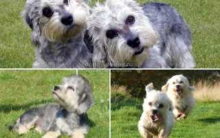 Денди динмонт терьер – собака с приятным характером. Описание породы и фото.