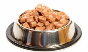 Болезни немецкой овчарки: профилактика с помощью витаминов, лечение