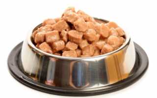 Болезни немецкой овчарки: профилактика с помощью витаминов, лечение